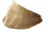 Fossil Mosasaur (Prognathodon) Tooth - Morocco #286286-1